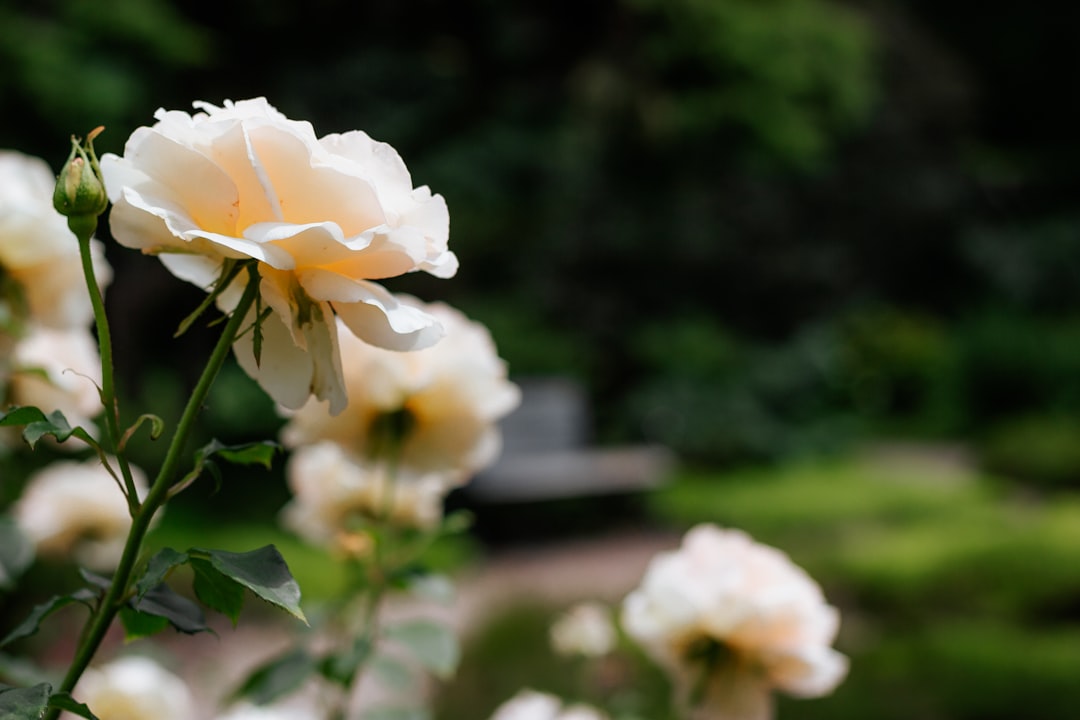 white flower in tilt shift lens