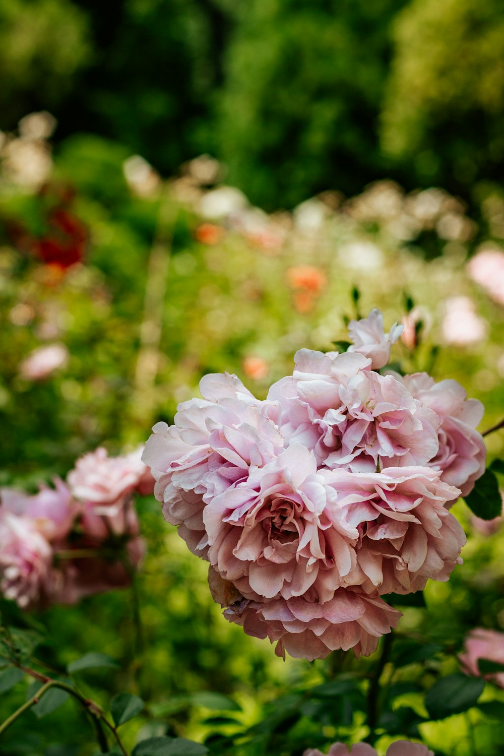 pink flower in tilt shift lens