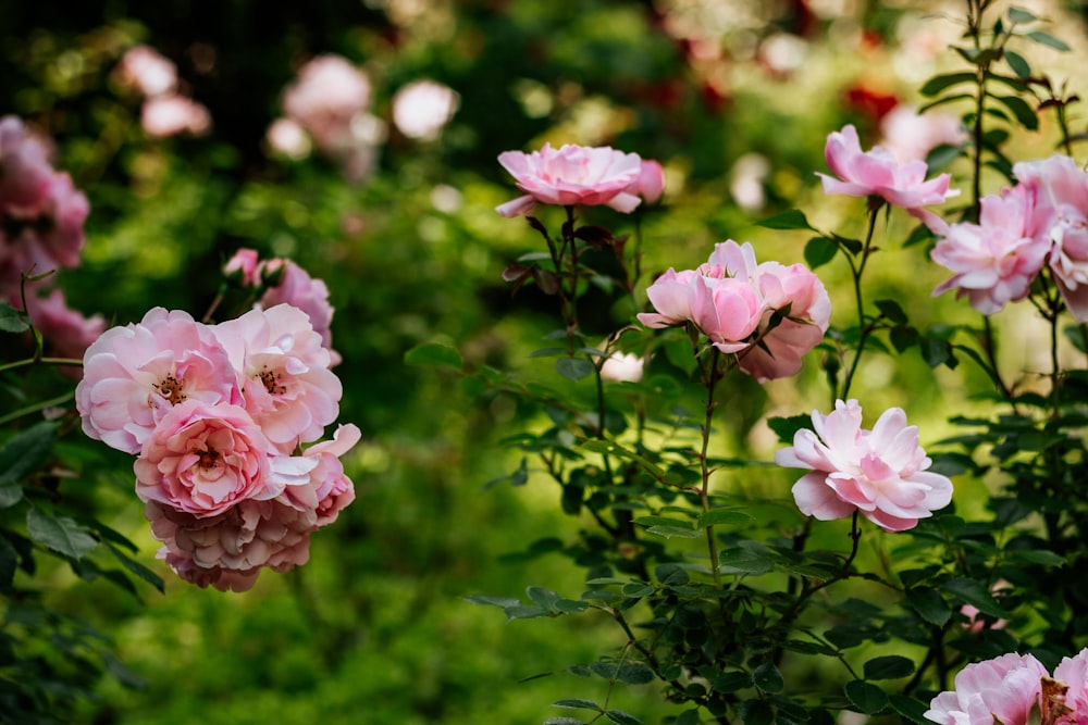 pink flowers with green leaves