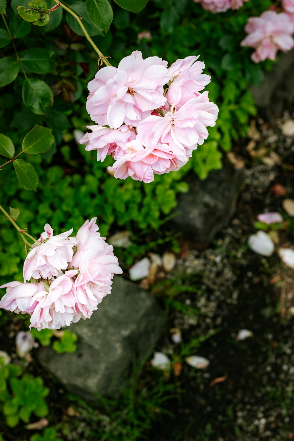 緑の葉にピンクと白の花