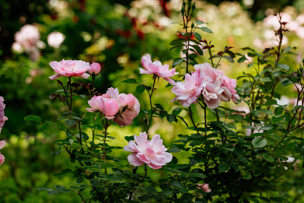 pink flowers with green leaves