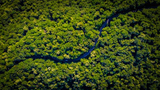 aerial view of green trees