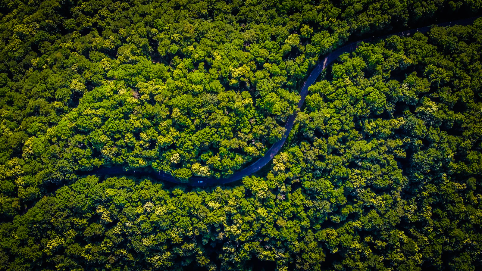 Vista aérea de copa de árvores da floresta tropical, imagem editorial.