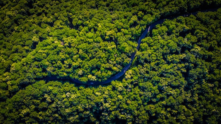 RIDDLES OF AMAZON RAINFOREST: WHAT LIES THERE?