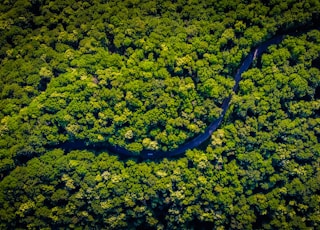 aerial view of green trees