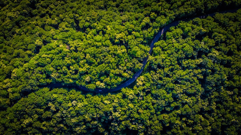 aerial view of green trees