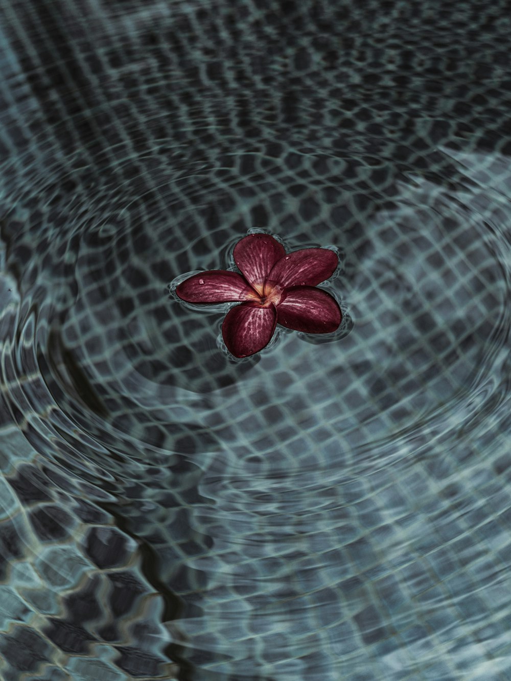 flor roja y negra en el agua