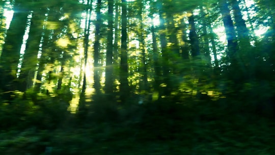 A vibrant forest landscape with sunlight filtering through tall, ancient trees.
