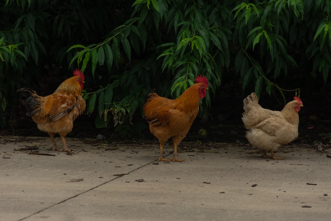 photo of Guangde Wildlife near Tianmu Lake