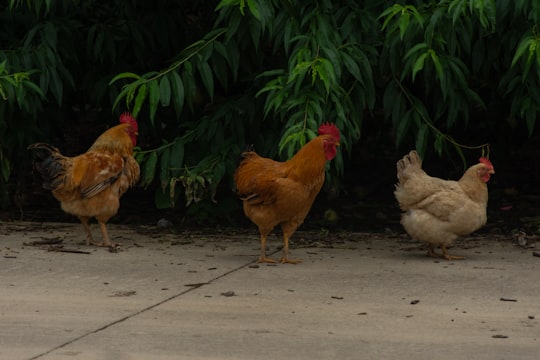 brown hen on gray concrete floor in Guangde China