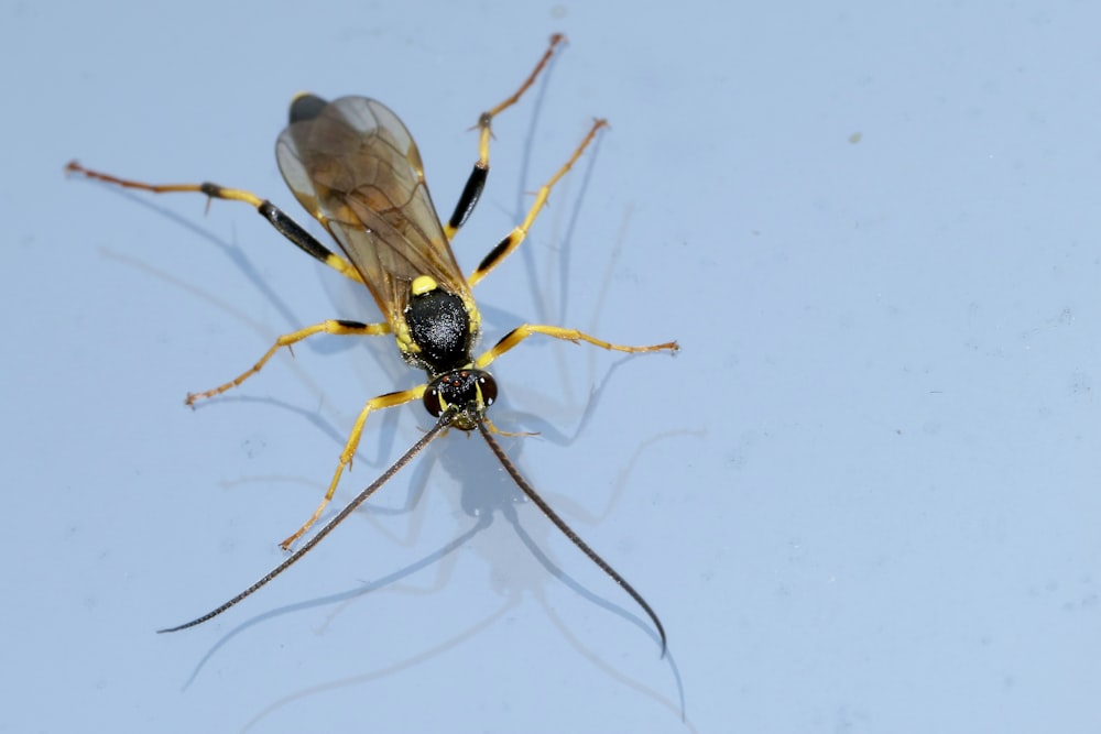 yellow and black wasp on white surface