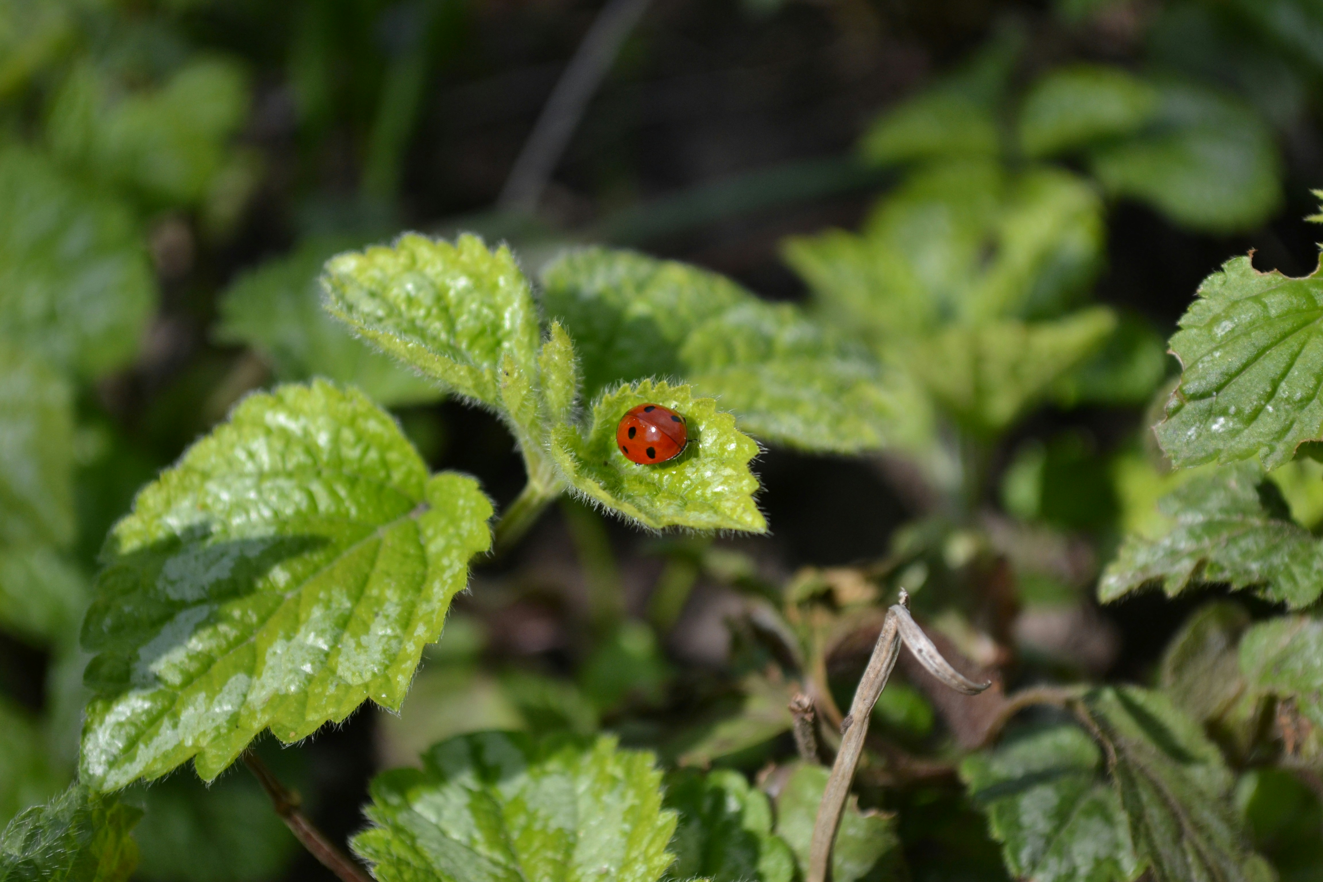 red and black ladybug on green leaf plant