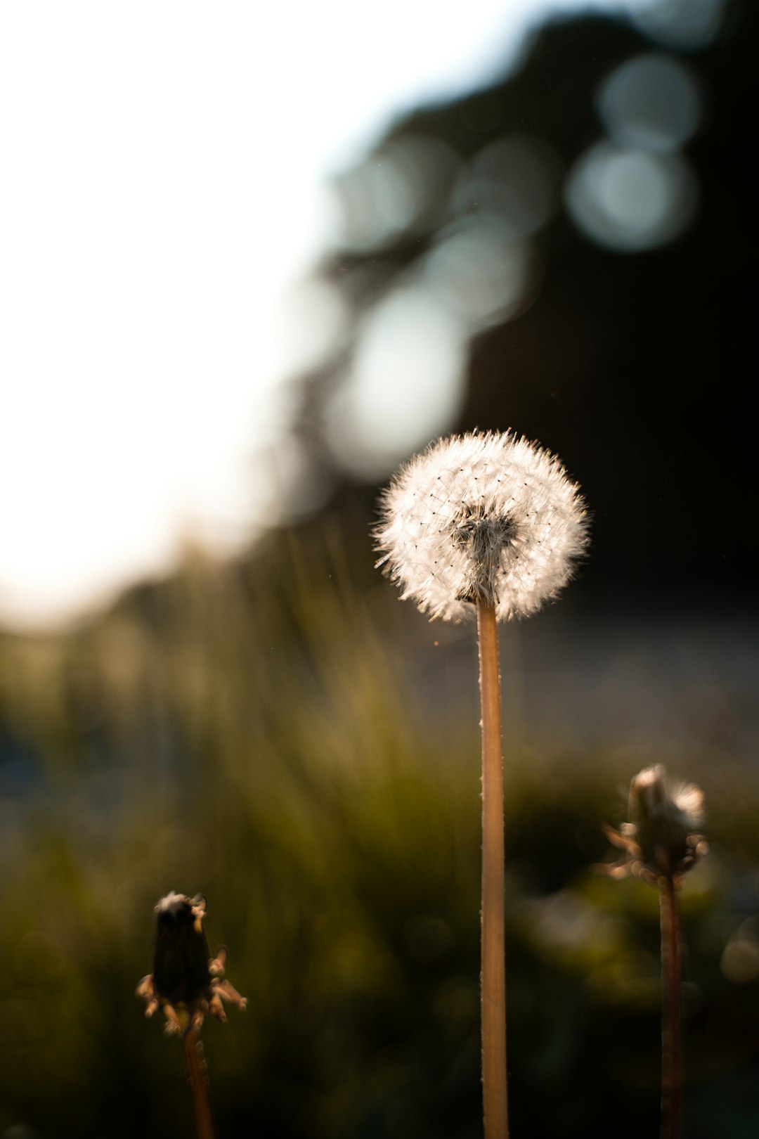 white dandelion in close up photography