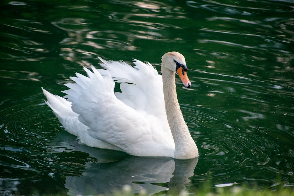 white swan on water during daytime