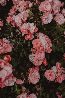 A luxurious round flowerbloom gift box filled with vibrant fresh roses and delicate greenery.