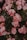 A lush display of pink roses in full bloom surrounded by green foliage, creating a vibrant and romantic floral arrangement.
