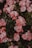A lush display of pink roses in full bloom surrounded by green foliage, creating a vibrant and romantic floral arrangement.