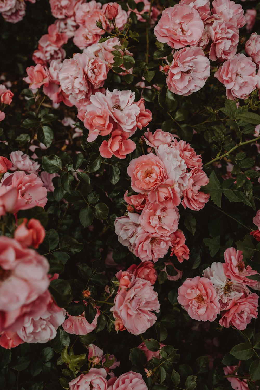 pink flowers with green leaves