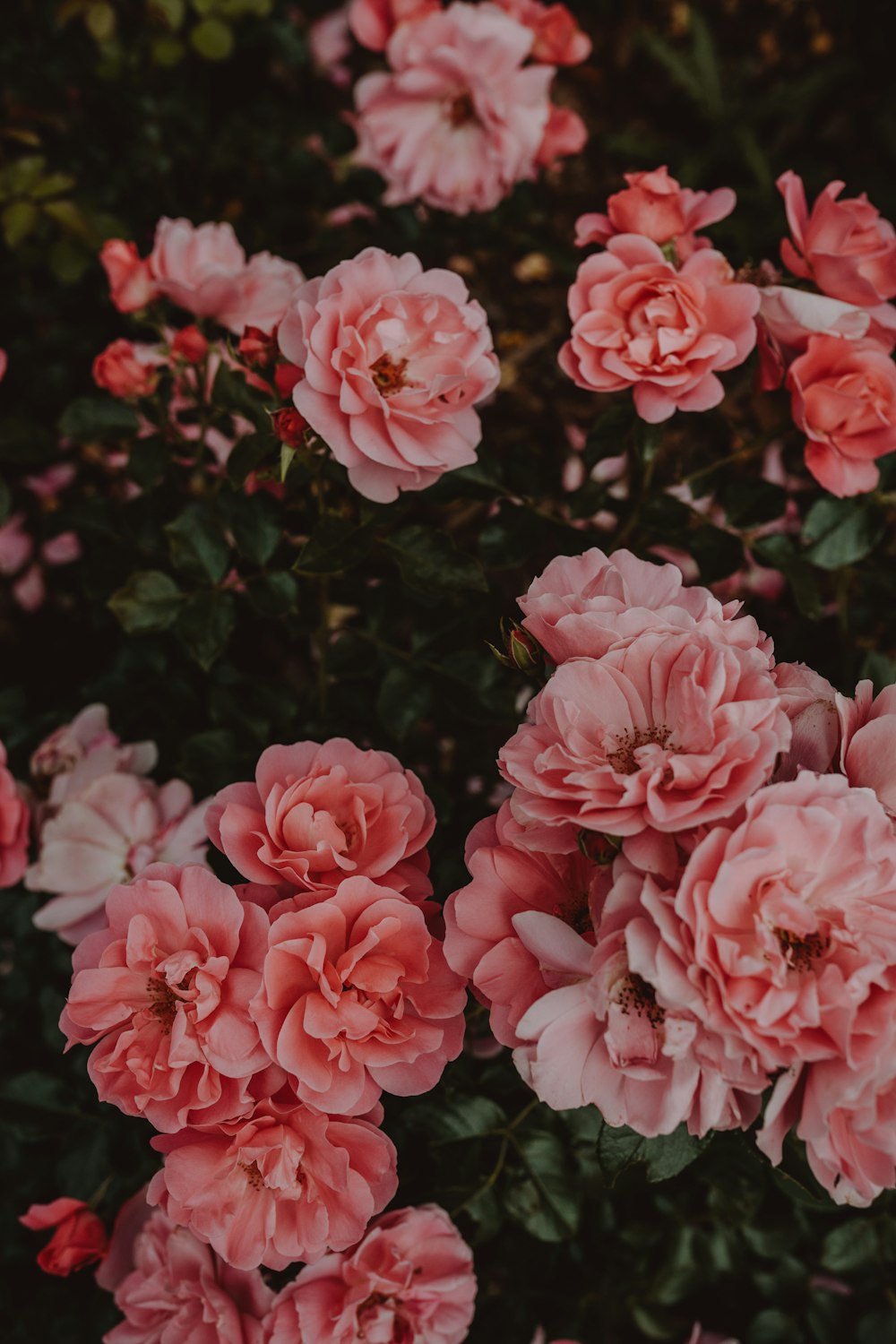 pink flowers with green leaves