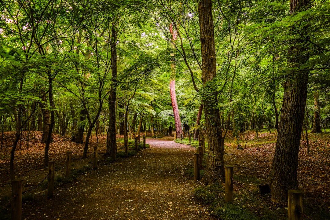 Forest photo spot 3 Chome Nobitome Saga