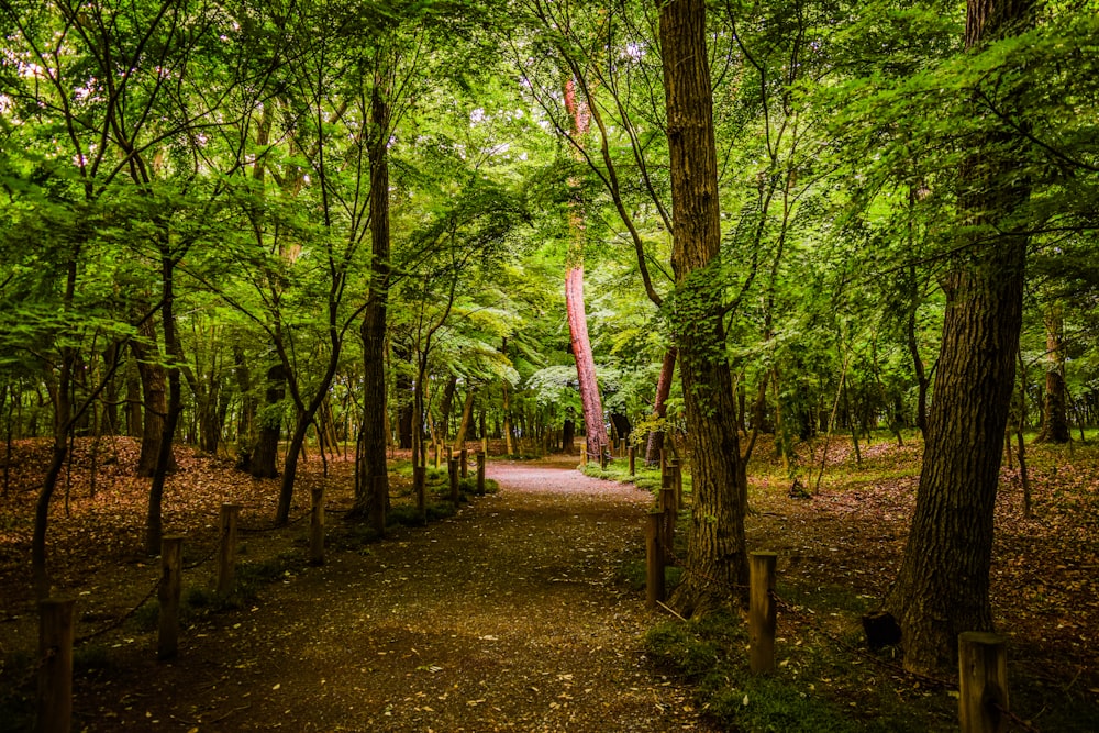 green trees on brown soil