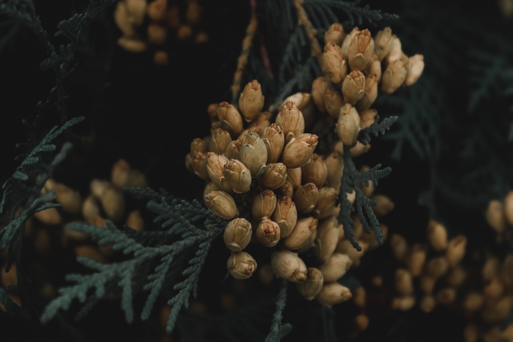 brown pine cones on green leaves
