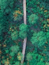 An aerial view captures a straight wooden path cutting through a dense, vibrant green forest with hints of yellow foliage interspersed among the trees. The scene is lush and tranquil, emphasizing the natural beauty of the landscape.