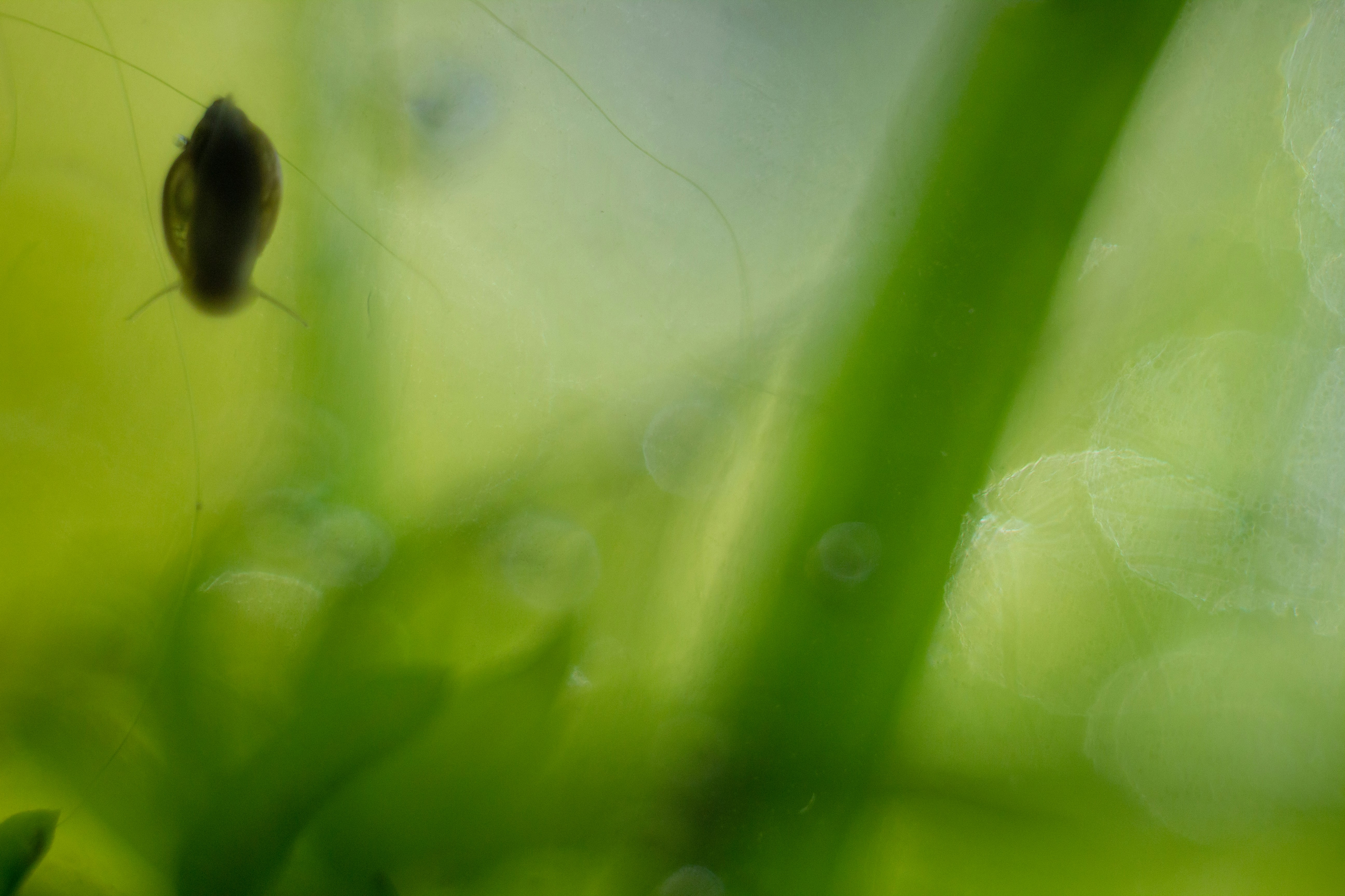 Home Aquarium | 9 best free plant, moss, algae and aquatic photos on