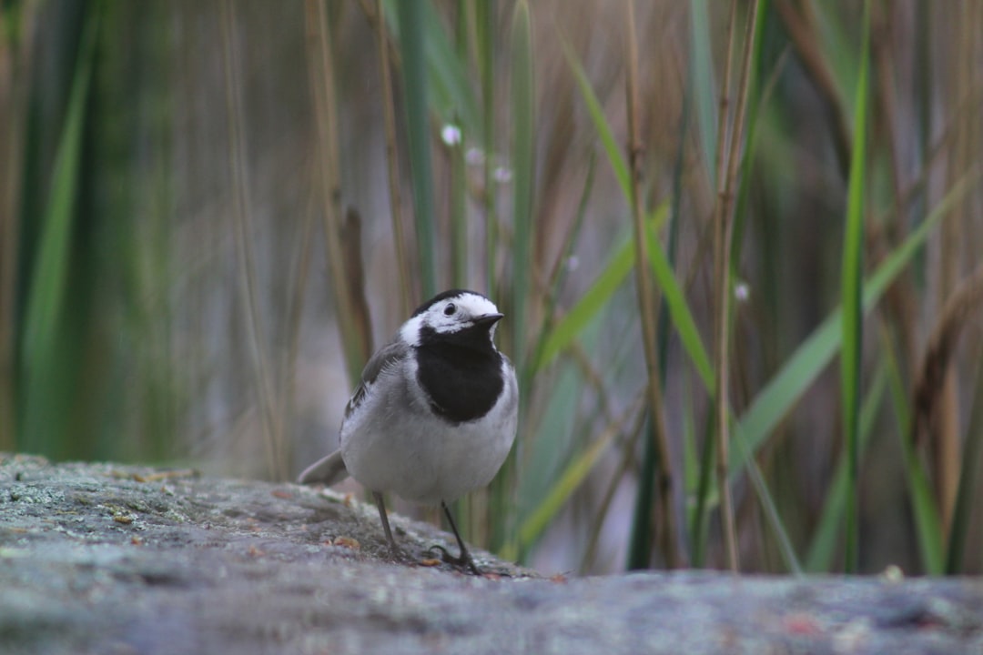 white and black bird on gray rock