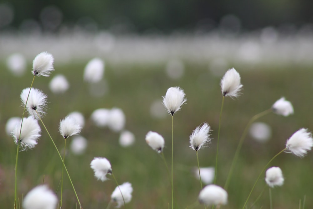 white flowers in tilt shift lens