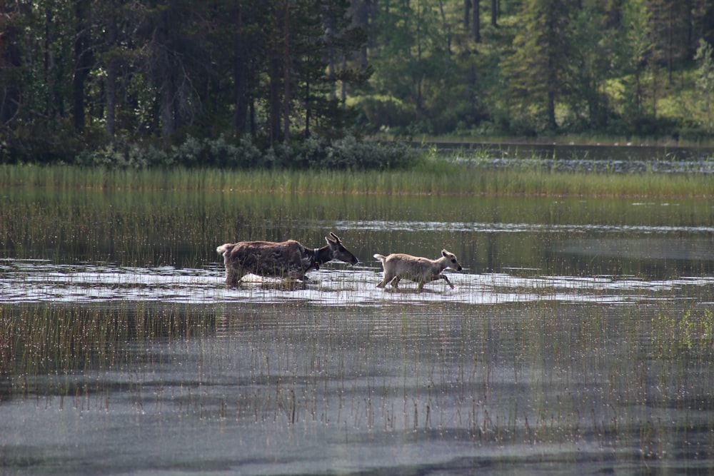 Braunhirsche tagsüber auf dem Fluss