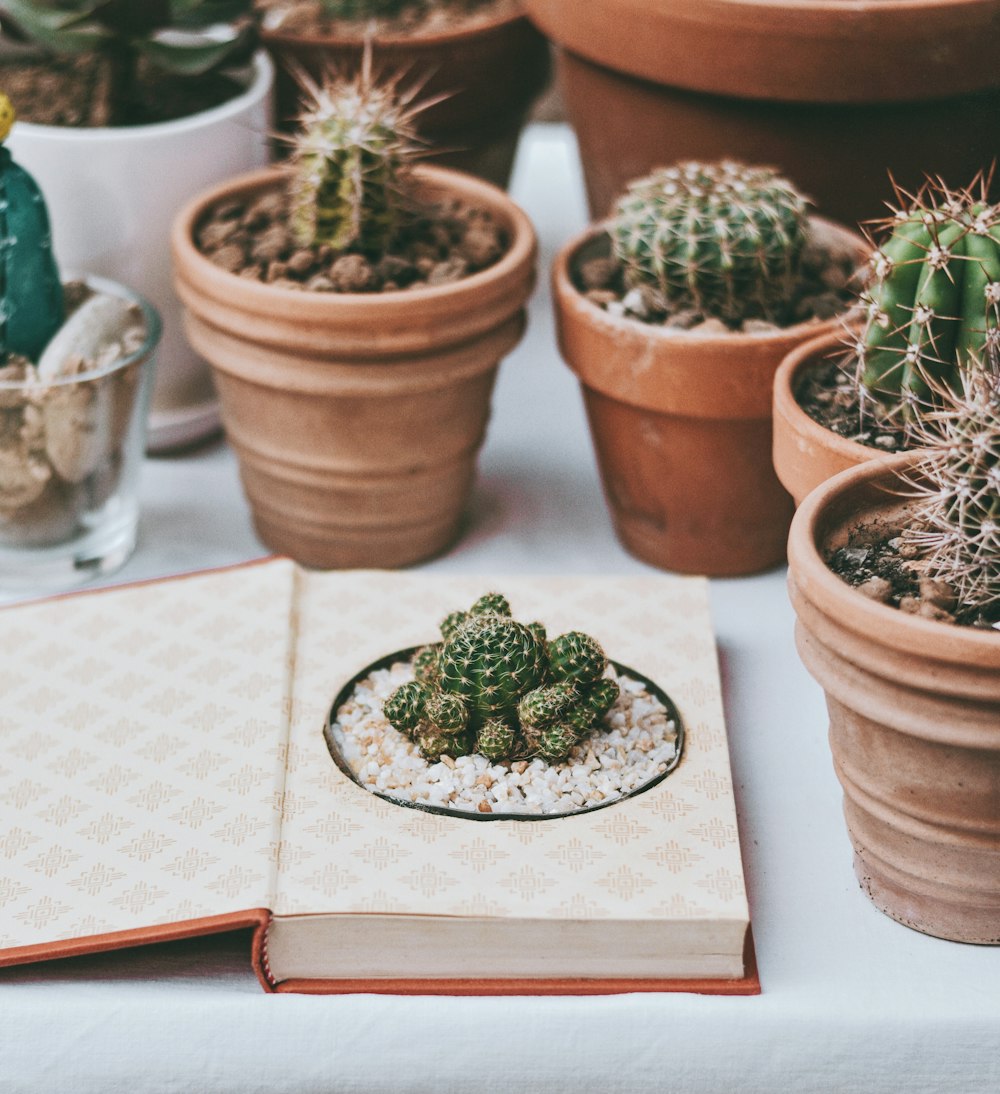 green cactus plant on brown clay pot