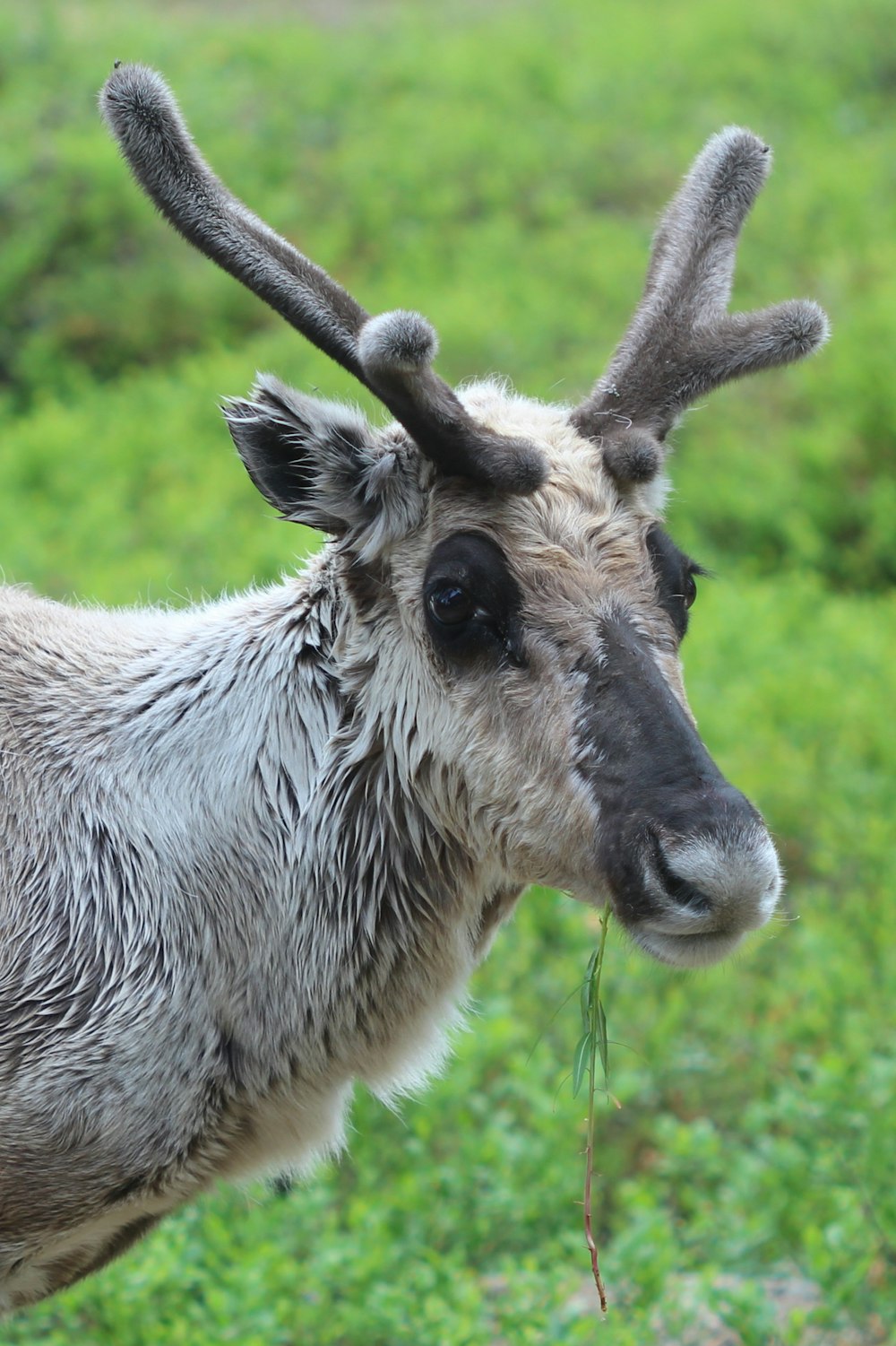 white and brown animal on green grass during daytime