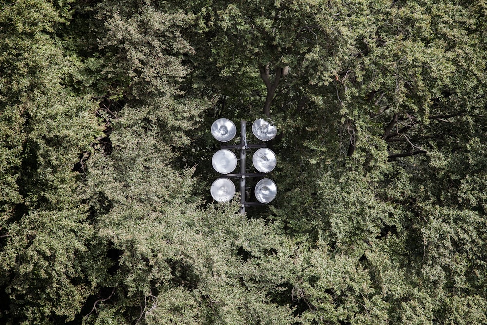 green trees and plants during daytime