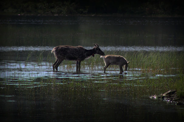 A mother moose wading calmly through a serene lake with her calf.