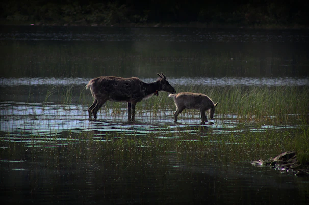 A mother moose and her calf wading through a serene northern lake at dawn