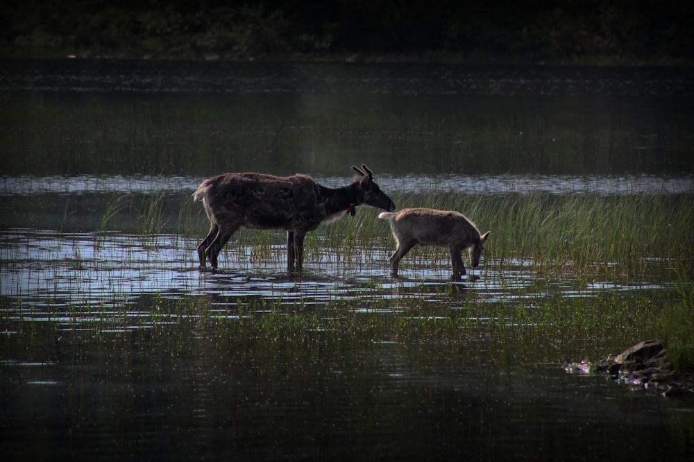 brown deer on water during daytime