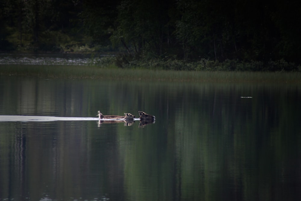 Braunes Holzdock am See tagsüber