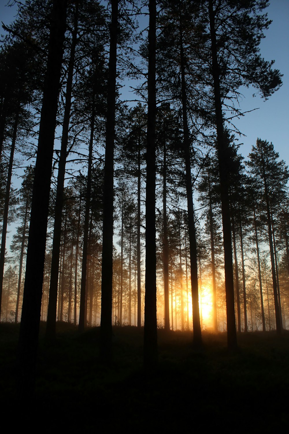 silhouette di alberi durante il tramonto