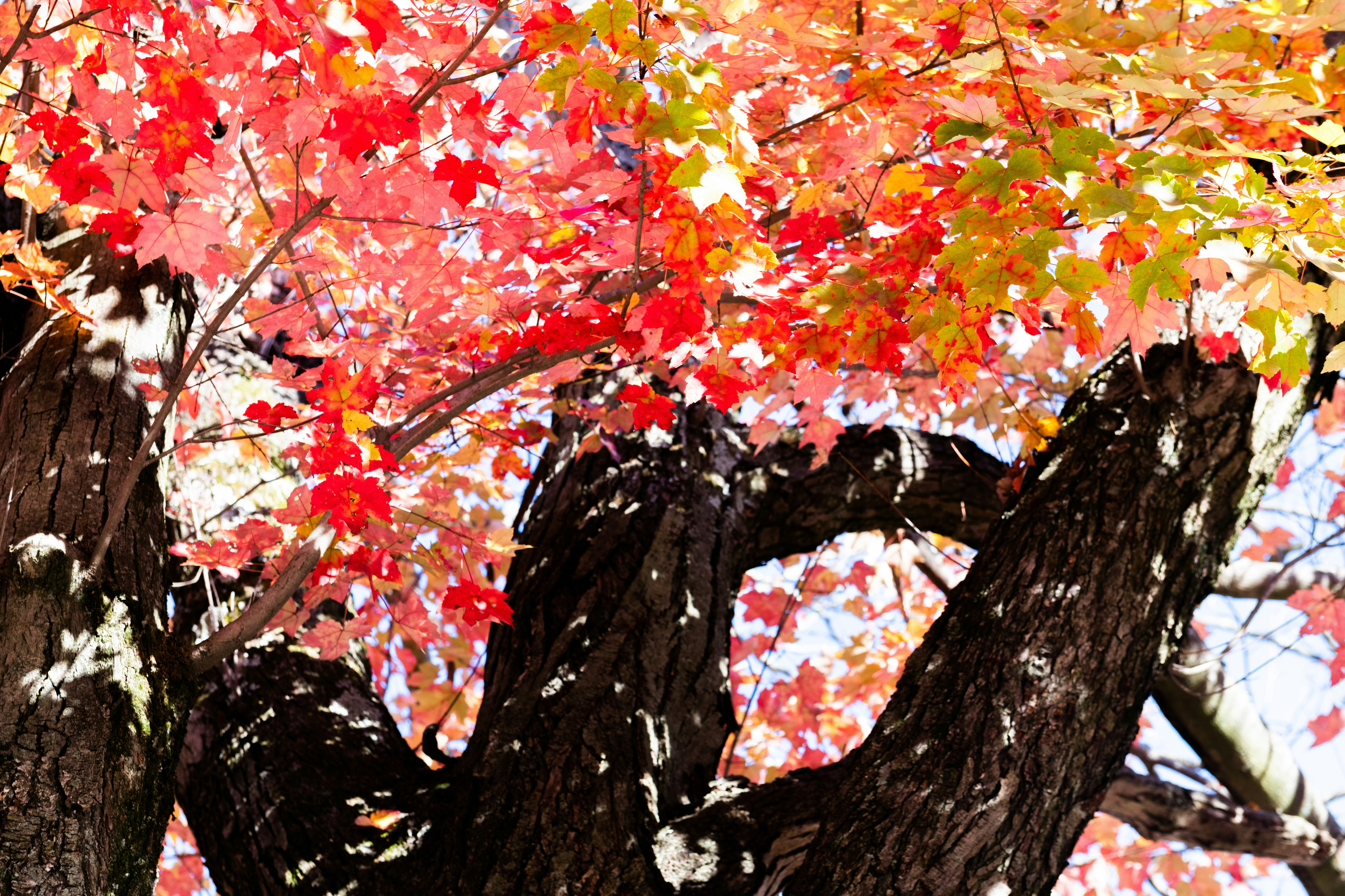 Photo by sriniunsplash