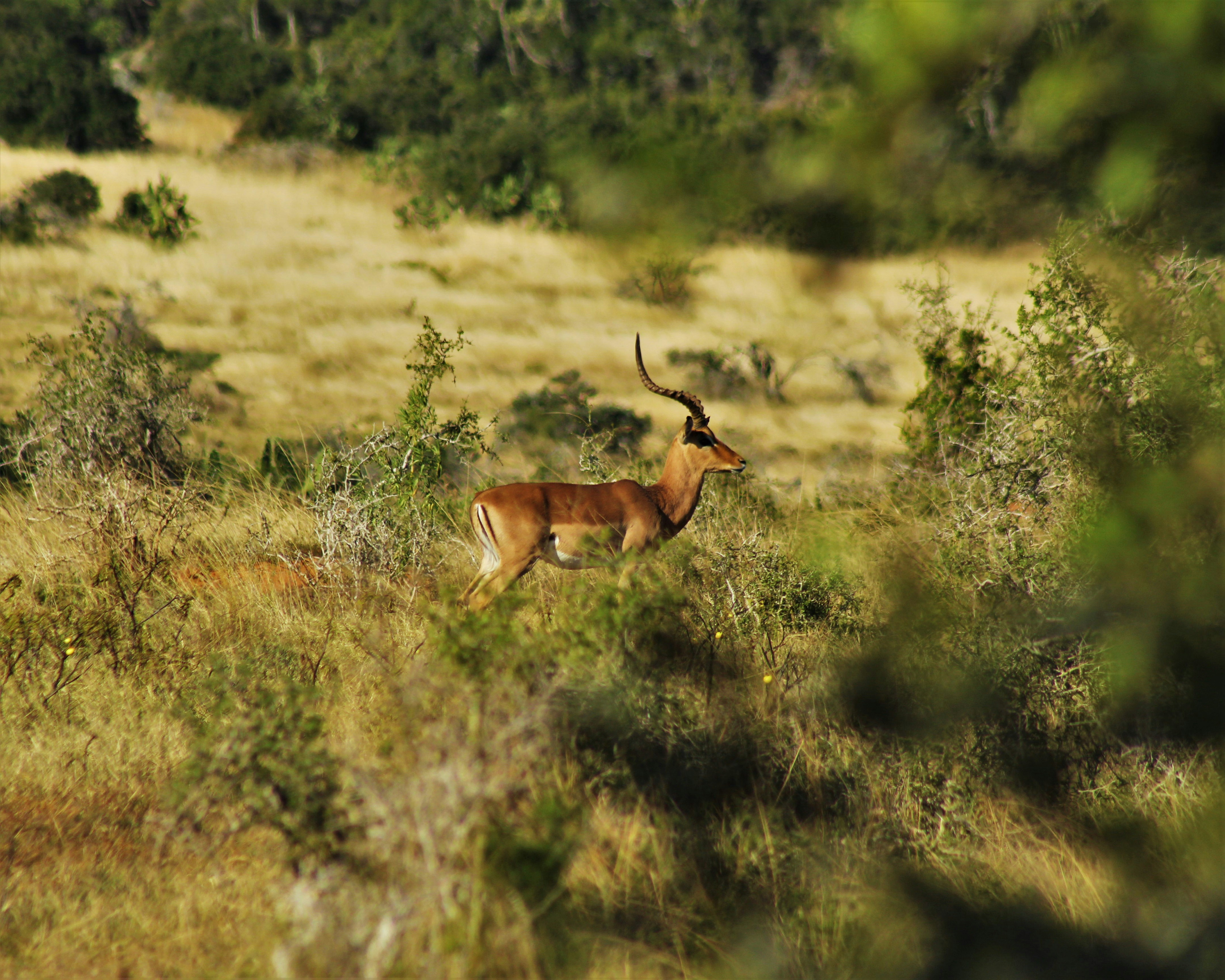 brown deer on green grass field during daytime