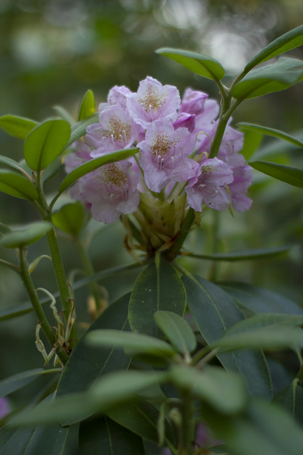 pink and white flower in macro shot