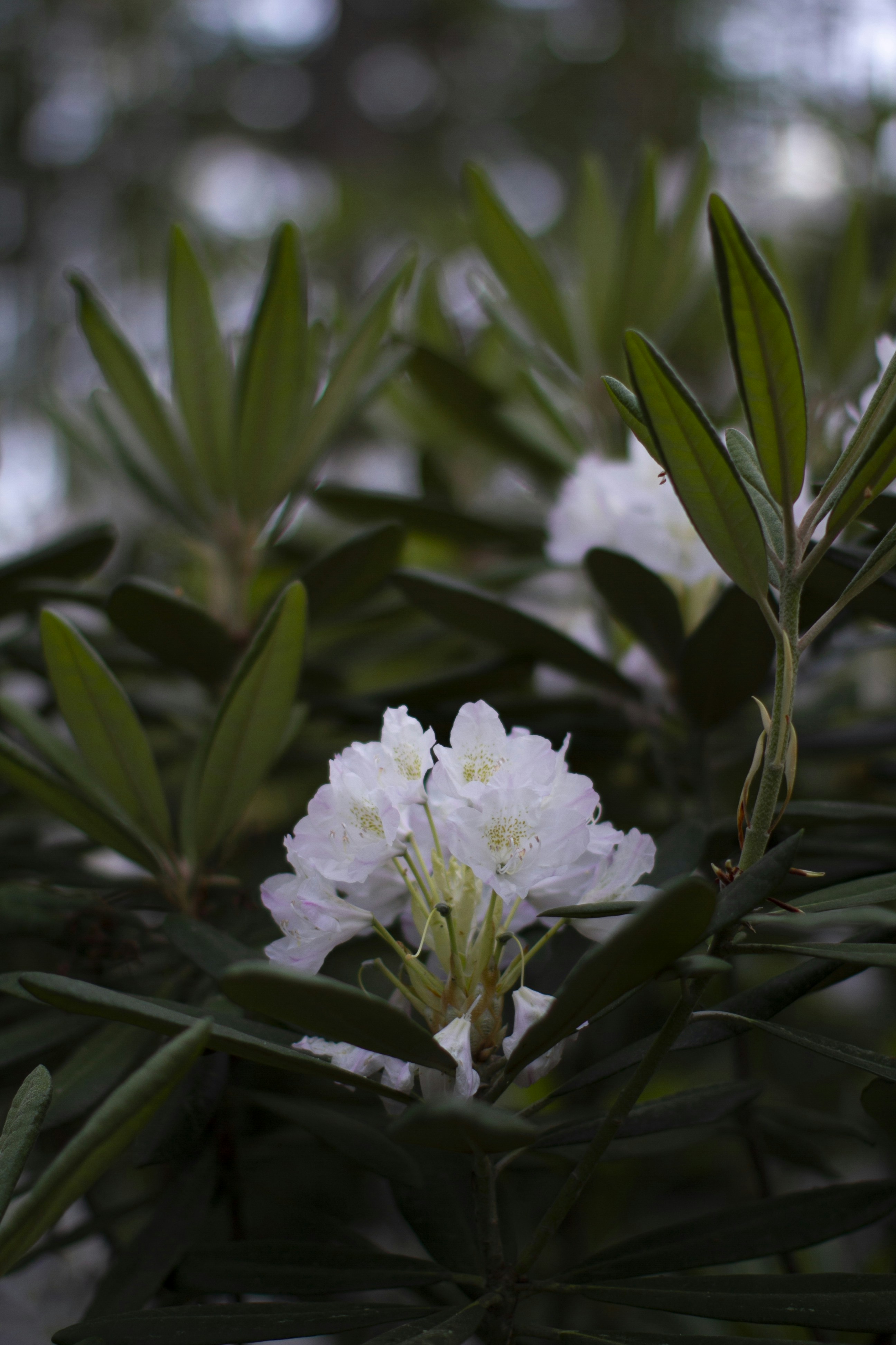 white and purple flower in close up photography