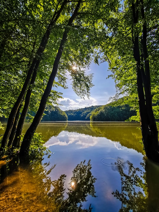 green trees near lake during daytime in Lacul Secu Romania