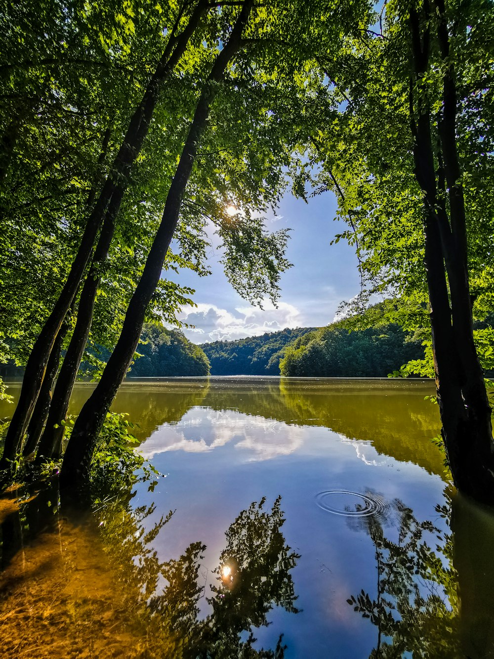 green trees near lake during daytime