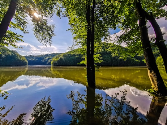 green trees near lake during daytime in Lacul Secu Romania