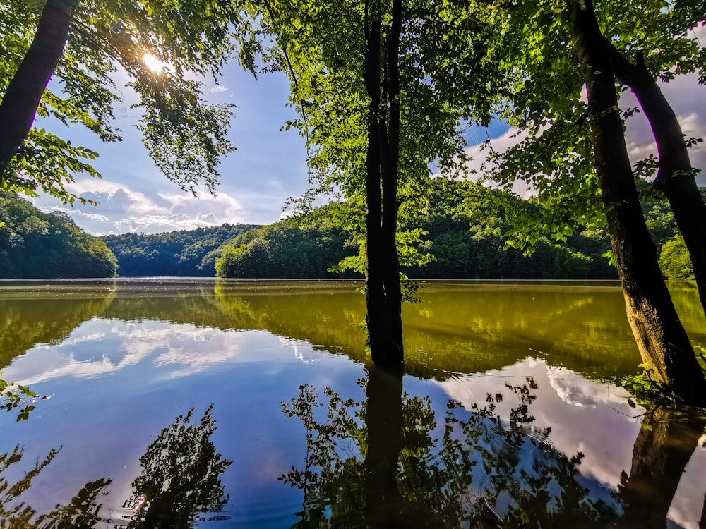 green trees near lake during daytime