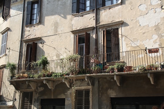 green plants on brown concrete building in Verona Italy