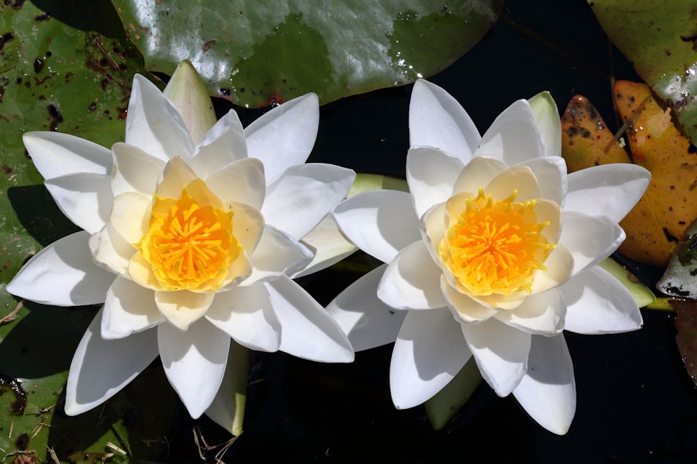 white and yellow flower on water