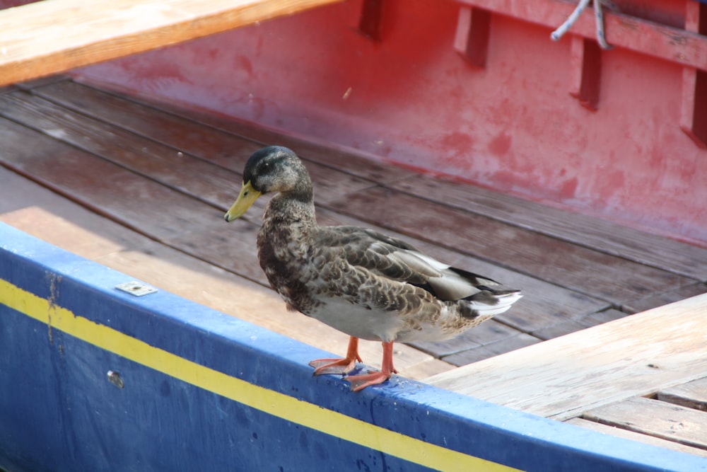 black and white duck on blue wooden fence